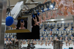 Для виробників м’яса птиці важливо не залежати від одного експортного напрямку