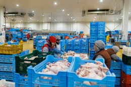 Диверсифікація бізнесу у птахівництві має бути осмисленою, ‒ думка