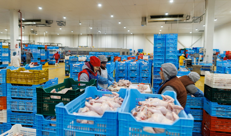 Диверсифікація бізнесу у птахівництві має бути осмисленою, ‒ думка