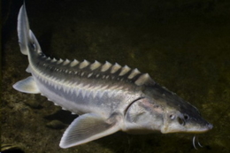 Яких осетрових вирощують за інтенсивних технологій