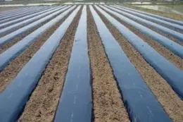 Накривання ґрунту знижує тиск бур’янів у цибулі, але не підвищує врожайність