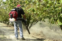 Повітродувка визначає ефективність старту збирання фундука