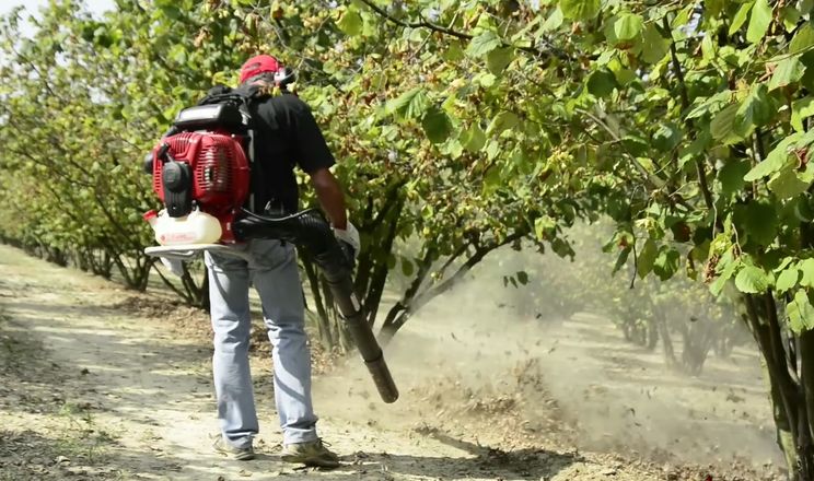 Повітродувка визначає ефективність старту збирання фундука