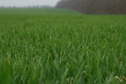 Озима пшениця в «ТАС Агро Південь» добре перезимувала