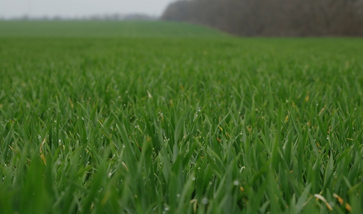 Озима пшениця в «ТАС Агро Південь» добре перезимувала