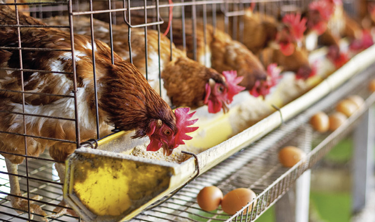 Мікотоксини і продуктивність курей