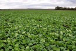 З потеплінням активізуються шкідники: як своєчасно захистити посіви