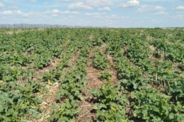 Озимий ріпак у Tekom Agro Group досягнув фази бутонізації, посіви в доброму стані