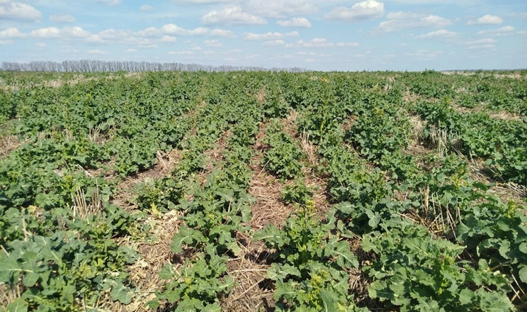 Озимий ріпак у Tekom Agro Group досягнув фази бутонізації, посіви в доброму стані