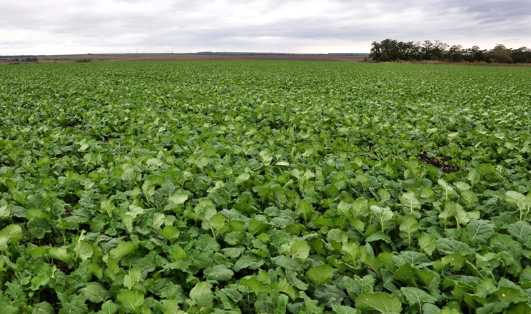 З потеплінням активізуються шкідники: як своєчасно захистити посіви