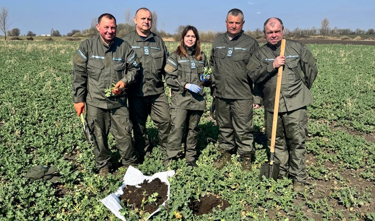 Ґрунтові розкопки для виявлення шкідників виконали на Житомирщині: ситуація контрольована
