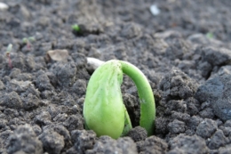 Як реакція ґрунтового розчину впливає на проростання насіння сільгоспкультур