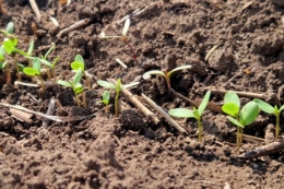 Дружні сходи золотистого льону отримали в Tekom Agro Group