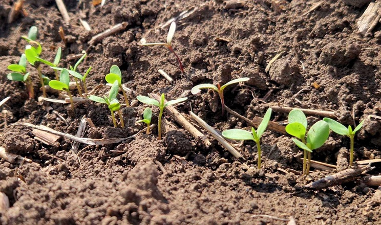 Дружні сходи золотистого льону отримали в Tekom Agro Group