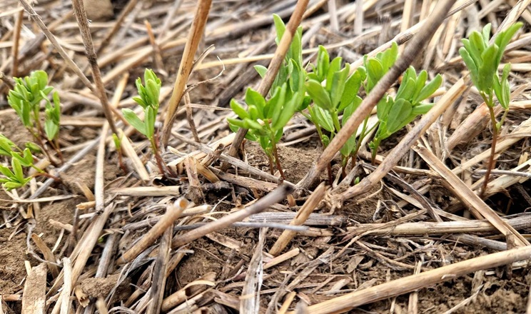 Різкі коливання температур призупинили вегетацію рослин