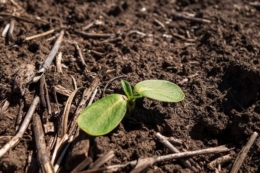 Перші сходи соняшнику отримали в Tekom Agro Group на Одещині