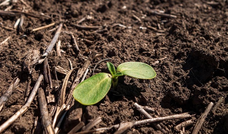 Перші сходи соняшнику отримали в Tekom Agro Group на Одещині