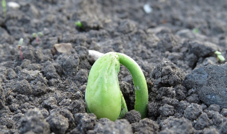 Як реакція ґрунтового розчину впливає на проростання насіння сільгоспкультур