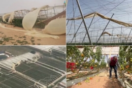Шторм у Марокко спричинив масштабні руйнування теплиць із томатами