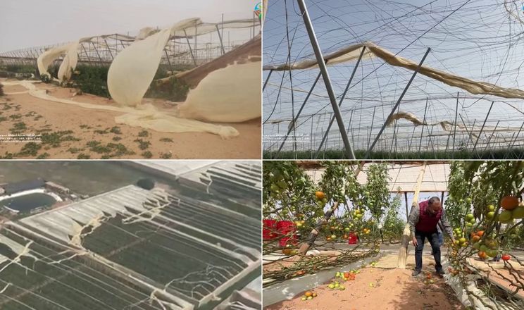 Шторм у Марокко спричинив масштабні руйнування теплиць із томатами
