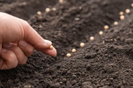 Пільговики постраждалих громад отримають насіння овочів 