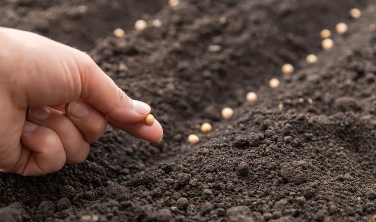 Пільговики постраждалих громад отримають насіння овочів 