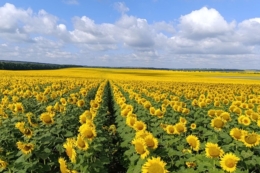 Витрати насіння у ФГ «Авангард-Т» скоротили щонайменше на 10% завдяки зменшеним нормам висіву