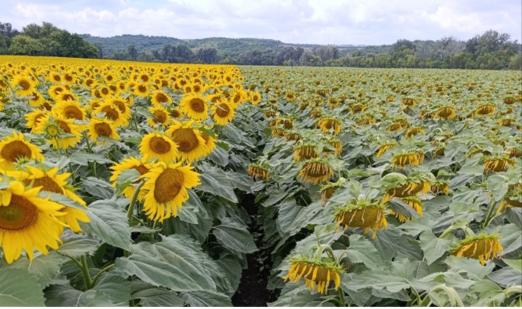 Як забезпечити соняшнику добрий старт і убезпечити від холодового стресу – досвід