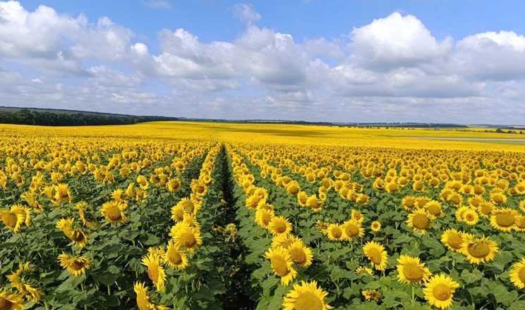 Витрати насіння у ФГ «Авангард-Т» скоротили щонайменше на 10% завдяки зменшеним нормам висіву