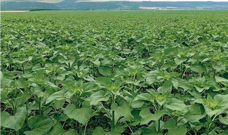 Мінімальний обробіток ґрунту додав 20% до врожайності – досвід