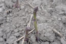 На Черкащині через весняні заморозки постраждали посіви спаржі