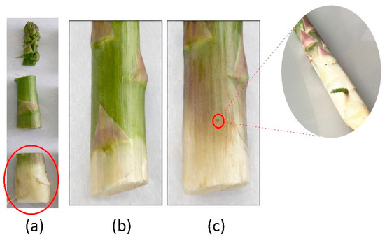 Ризик ввезення малого кукурудзяного свердлика з перуанською спаржею суттєво недооцінили