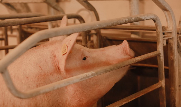 Слабкий прояв еструсу у свиноматки: які чинники недооцінюють