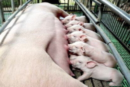 Свиноматки з ідеальним показником вгодованості мають легший опорос