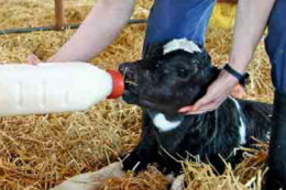 Випоювання телят пастеризованим молозивом зміцнює їхнє здоров’я