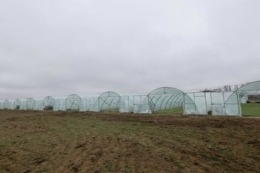 Підприємець із Херсонщини відроджує тепличний бізнес на Вінниччині