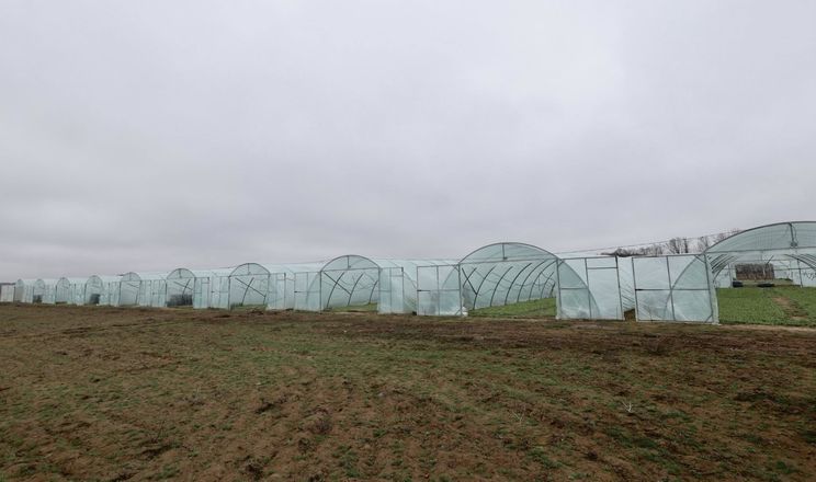 Підприємець із Херсонщини відроджує тепличний бізнес на Вінниччині