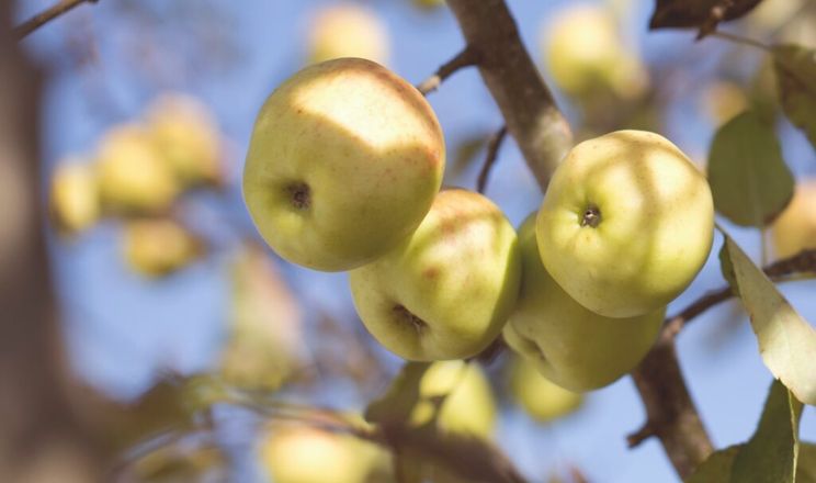 Новий засіб на основі мікроорганізмів захистить яблука від опіка плодових