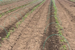 ПАЕК розпочав висадку розсади томатів у відкритий ґрунт