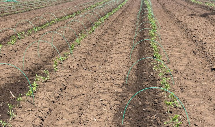 ПАЕК розпочав висадку розсади томатів у відкритий ґрунт