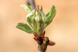 <strong>Контроль хвороб садів, ягідників та виноградників</strong>