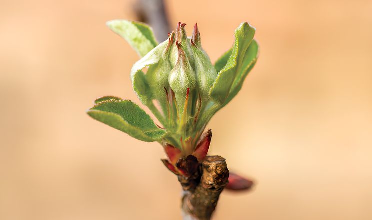 Контроль хвороб садів, ягідників та виноградників