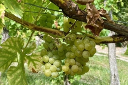 Українська селекція 40-70-х років зберігає позиції у Держреєстрі