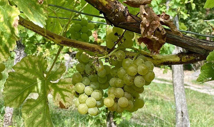 Українська селекція 40-70-х років зберігає позиції у Держреєстрі