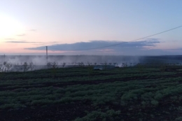 На Одещині задимленням рятували фундуковий сад від заморозків