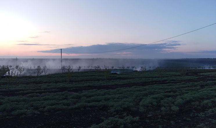 На Одещині задимленням рятували фундуковий сад від заморозків