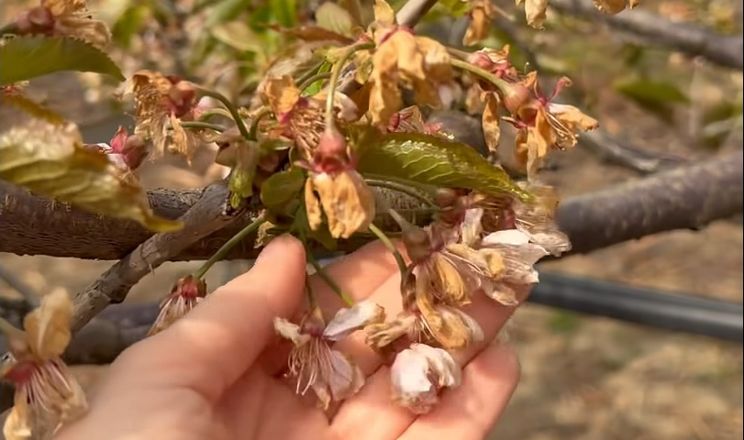 У ФГ «Коник» на Закарпатті вимерзла половина врожаю черешні