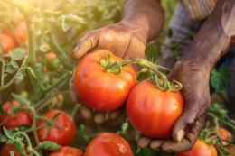 Марокканські фермери залучають мігрантів для подолання дефіциту кадрів