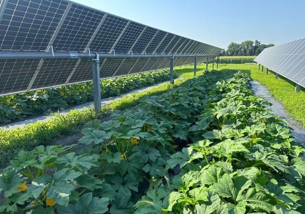 Сонячні панелі знижують стрес у рослин без втрати врожайності