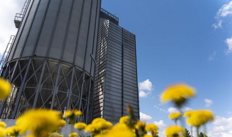 Тріска може стати прекрасною альтернативою пелетам
